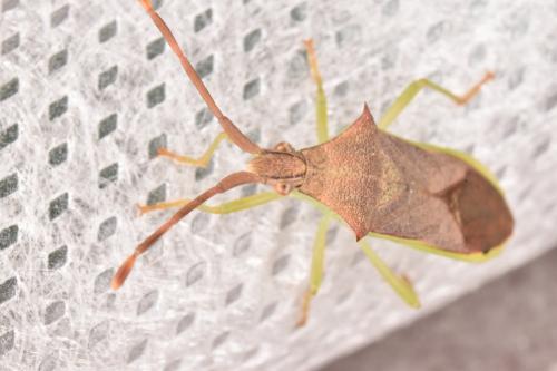 Plinachtus imitator